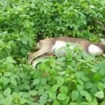 संदिग्ध घायल अवस्था में मिला काला हिरण, घटना स्थल पर पहुंची पुलिस और वन विभाग की टीमें।